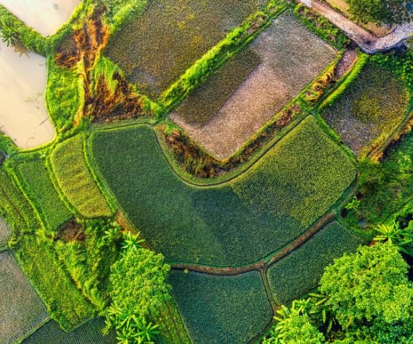 Five Countries That Choose Non-GMO Farming and Why It Matters