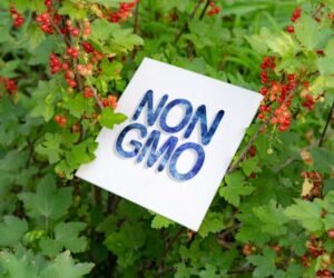Five Countries That Choose Non-GMO Farming and Why It Matters