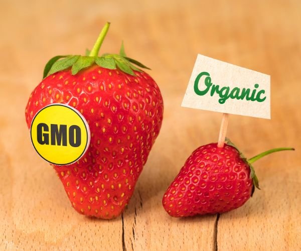 GMO vs. Non-GMO Foods: How Modern Consumers Make Food Decisions